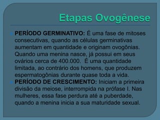 PERÍODO GERMINATIVO: É uma fase de mitoses
consecutivas, quando as células germinativas
aumentam em quantidade e originam ovogônias.
Quando uma menina nasce, já possui em seus
ovários cerca de 400.000. É uma quantidade
limitada, ao contrário dos homens, que produzem
espermatogônias durante quase toda a vida.
 PERÍODO DE CRESCIMENTO: Iniciam a primeira
divisão da meiose, interrompida na prófase I. Nas
mulheres, essa fase perdura até a puberdade,
quando a menina inicia a sua maturidade sexual.


 