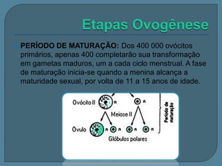 

PERÍODO DE MATURAÇÃO: Dos 400 000 ovócitos
primários, apenas 400 completarão sua transformação
em gametas maduros, um a cada ciclo menstrual. A fase
de maturação inicia-se quando a menina alcança a
maturidade sexual, por volta de 11 a 15 anos de idade.

 