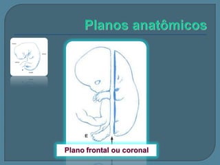 Plano frontal ou coronal

 