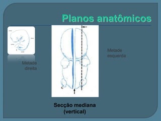 Metade
esquerda

Metade
direita

Secção mediana
(vertical)

 