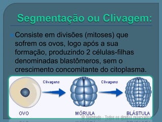  Consiste

em divisões (mitoses) que
sofrem os ovos, logo após a sua
formação, produzindo 2 células-filhas
denominadas blastômeros, sem o
crescimento concomitante do citoplasma.

 