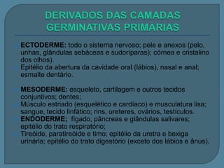 








ECTODERME: todo o sistema nervoso; pele e anexos (pelo,
unhas, glândulas sebáceas e sudoríparas); córnea e cristalino
dos olhos).
Epitélio da abertura da cavidade oral (lábios), nasal e anal;
esmalte dentário.
MESODERME: esqueleto, cartilagem e outros tecidos
conjuntivos; dentes;
Músculo estriado (esquelético e cardíaco) e musculatura lisa;
sangue, tecido linfático; rins, ureteres, ovários, testículos.
ENDODERME; fígado, pâncreas e glândulas salivares;
epitélio do trato respiratório;
Tireóide, paratireóide e timo; epitélio da uretra e bexiga
urinária; epitélio do trato digestório (exceto dos lábios e ânus).

 
