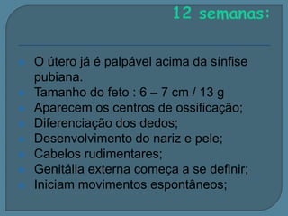 










O útero já é palpável acima da sínfise
pubiana.
Tamanho do feto : 6 – 7 cm / 13 g
Aparecem os centros de ossificação;
Diferenciação dos dedos;
Desenvolvimento do nariz e pele;
Cabelos rudimentares;
Genitália externa começa a se definir;
Iniciam movimentos espontâneos;

 