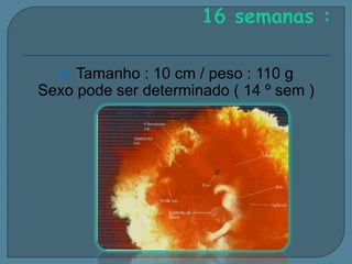 Tamanho : 10 cm / peso : 110 g
Sexo pode ser determinado ( 14 º sem )


 