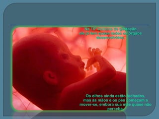 Na 16ª semana de gestação
ele já tem quase todos os órgãos
desenvolvidos.

Os olhos ainda estão fechados,
mas as mãos e os pés começam a
mover-se, embora sua mãe quase não
perceba.

 