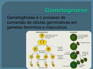  Gametogênese

é o processo de
conversão de células germinativas em
gametas femininos e masculinos.

 