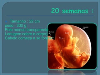 Tamanho : 22 cm
peso : 300 g
Pele menos transparente;
Lanugem cobre o corpo;
Cabelo começa a se formar;


 