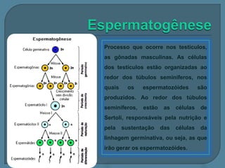 Processo que ocorre nos testículos,
as gônadas masculinas. As células
dos testículos estão organizadas ao
redor dos túbulos seminíferos, nos

quais

os

espermatozóides

são

produzidos. Ao redor dos túbulos

seminíferos,

estão

as

células

de

Sertoli, responsáveis pela nutrição e
pela

sustentação

das

células

da

linhagem germinativa, ou seja, as que
irão gerar os espermatozóides.

 