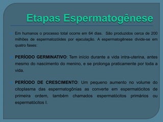 

Em humanos o processo total ocorre em 64 dias. São produzidos cerca de 200
milhões de espermatozóides por ejaculação. A espermatogênese divide-se em

quatro fases:


PERÍODO GERMINATIVO: Tem início durante a vida intra-uterina, antes
mesmo do nascimento do menino, e se prolonga praticamente por toda a

vida.


PERÍODO DE CRESCIMENTO: Um pequeno aumento no volume do
citoplasma das espermatogônias as converte em espermatócitos de

primeira

ordem,

espermatócitos I.

também

chamados

espermatócitos

primários

ou

 