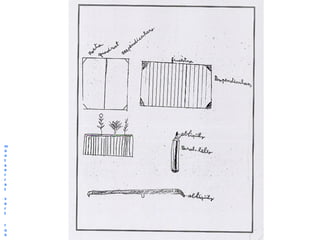 m
o
n
t
s
e
r
r
a
t

v
e
r
t

r
o
s
 