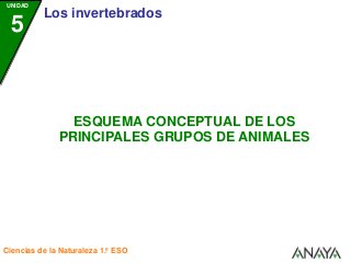 UNIDAD
5
Los invertebrados
Ciencias de la Naturaleza 1.º ESO
ESQUEMA CONCEPTUAL DE LOS
PRINCIPALES GRUPOS DE ANIMALES
 