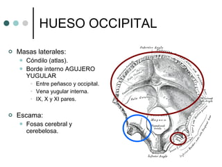 HUESO OCCIPITAL Masas laterales: Cóndilo (atlas). Borde interno AGUJERO YUGULAR Entre peñasco y occipital. Vena yugular interna. IX, X y XI pares. Escama: Fosas cerebral y cerebelosa. 