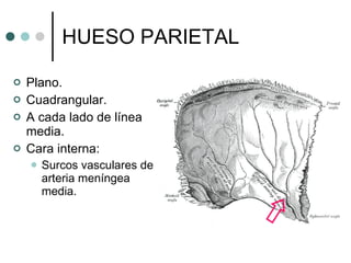03) esqueleto axial 2 | PPT