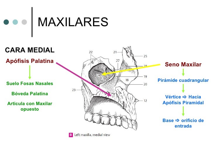 03) esqueleto axial 2