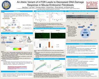 An Allelic Variant of mTOR Leads to Decreased DNA Damage
Response in Mouse Embryonic Fibroblasts
mTOR:
– Serine/threonine kinase involved in cell growth and survival
– Dysregulation of P13K/AKT/mTOR pathway observed in cancer
– Plasmacytoma susceptibility gene in BALB/c mice (Mock et al, Proc
Natl Acad Sci, 1993)
Zaw Phyo1,2, Joy Gary1,3, Nicholas Watson1, Shuling Zhan1, James Mitchell4, and Beverly Mock1
1- Laboratory of Cancer Biology and Genetics, CCR, NCI, NIH, 2- University of California, Los Angeles 3- Department of Pathobiology and Diagnostic Investigation, College of Veterinary Medicine,
Michigan State University, 4-Radiation Biology Branch, CCR, NCI, NIH
Figure 1: mTOR Pathway
Allelic Variant and R628C KI Mouse
Goals
• Compare proliferation pattern of WT and KI primary MEFs post irradiation.
• Examine expression of proteins associated with the G1-S checkpoint
regulation in response to DNA damage.
Microarray
- 647 differentially expressed genes between WT and KI in bone marrow
- Ingenuity Pathway Analysis: DNA Replication, Recombination and
Repair determined as a significantly enriched network.
Figure 3:
(A) 628C KI mice (homozygous for the variant allele), heterozygotes and wild type mice
were treated once with lethal total body irradiation (TBI) dose of 8 Gy gamma radiation
and mouse survival was observed.
(B) WT and KI mice were exposed to fractionated doses of 1.75 Gy, once weekly for 4 weeks and
survival and thymic lymphoma formation was observed.
628C KI Mice have decreased survival post irradiation
Figure 2:
(A) In BALB/c mouse, a single-nucleotide polymorphism (SNP) is observed in exon 12 of
Mtor on chromosome 4, which leads to a single amino acid substitution at 628 in the
HEAT domain of the mTOR protein (R628C). 15 human cancer mutations found
within 100 amino acids of BALB/c variant.
(B) B6;129 mice undergo gene knock-in via homologous recombination to produce 628C
Knock-in mouse expressing the SNP (R628C KI)
(C)Polyphen-2 analysis of 1977T SNP and predicted the impact of the single amino acid
substitution to be deleterious to protein function.
Future Direction
• Utilize flow cytometry to detect cell cycle differences post irradiation
between WT and KI MEFs.
• Elucidate the role of p27kip1 in KI MEFs proliferation – examine if
overexpression of p27kip1 inhibit cell proliferation.
• Examine p27kip1 localization in WT and KI MEFs.
• Further understanding of mTOR’s downstream targets and binding partners
contribute to development of mTOR inhibiting drugs.
Acknowledgements
• Joy Gary and Nicholas Watson (Research Mentors)
• Beverly Mock (Principal Investigator) and the Mock Lab
• Laboratory of Cancer Biology & Genetics, National Cancer Institute
• Vi Black and the Cancer Research Internship (CRI) Program
• Sharon Milgram and the Office of Intramural Training & Education (OITE)
Conclusions
• 628C variant allele is associated with decreased survival upon treatment
with ionizing radiation.
• MEFs carrying the 628C allele may be more susceptible to DNA damage
and experience less DNA repair following ionizing radiation.
• KI MEFs proliferation at a higher rate than WT MEFs, irrespective of
radiation treatment.
• KI MEFs have lower levels of the cyclin dependent kinase inhibitor p27.
Introduction
Dancey, J. (2010) mTOR signaling and drug
development in cancer
Nat. Rev. Clin. Oncol. doi:10.1038/nrclinonc.2010.21
A
C
Homologous
recombination
B6;129 mouseBALB/c mouse
B
Irradiated Primary WT MEFs express higher levels of p-27kip1
Figure 6:
(A) Western blot analysis
suggests higher expression
of p-27kip1 in WT MEFs in
both untreated samples
and 30m, 1 hr, 3 hr and 6
hr post 2Gy irradiation.
(B) p27kip1 is a CDK inhibitor
essential in maintaining
cell cycle arrest. Its
degradation is mediated by
cdk2 or Akt pathway.
WT
p-27kip1
KI
2 Gy 4 Gy 2 Gy 4 Gy
α β tubulin
*
0
10
20
30
40
50
60
70
80
Unt 5 60 Unt 5 60
WT WT WT KI KI KI
AverageTailMoment
Minutes Post Irradiation
Average Tail Moment MEFs
*
*
* p=0.001
WT KI
** p<0.001
5 minutes 60 minutes
WT KI
**
**
628C KI Primary MEFs show greater DNA Damage post irradiation
Figure 4: Single Cell Gel Electrophoresis (SCGE) or Comet Assay Analysis of Primary
MEFs
(A) Representative comets of WT and KI MEFs at 5 mins and 60 mins post 4 Gy gamma
irradiation.
(B) Statistical analysis of tail moment from WT and KI MEFs at time points post-
irradiation. Time points with significantly different tail moments are marked with stars.
Error bars represent the standard error of the mean from 50 assessed comets for each
time point.
A
B
628C KI MEFs shows greater proliferation
Figure 5: Proliferation Assay of Primary MEFs
Proliferation of primary MEFs (2nd passage) were assessed post 2 Gy irradiation by
observing cell confluence every 6 hours in the InCucyte (Essen Biosience). Confluence
values represent the average of 45 wells and error bars represent standard error of the
mean. The assay was replicated with MEFs originating from different mice.
Cuadrado M, Gutierrez-Martinez P, Swat A, Nebreda AR, Fernandez-Capetillo O. p27kip1 stabilization is essential for the maintenance of cell cycle arrest in
response to DNA damage. Cancer research. 2009;69(22):8726-8732. doi:10.1158/0008-5472.CAN-09-0729.
Carrano AC, Eytan E, Hershko A, Pagano M. SKP2 is required for ubiquitin-mediated degradation of the CDK inhibitor p27. Nat Cell Biol. 1999;1(4):193-9.
N=51
N=37
P=0.05
 