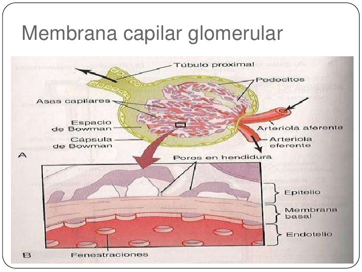 Resultado de imagen para Membrana capilar glomerular