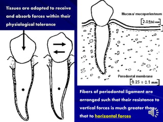 Fibers of periodontal ligament are
arranged such that their resistance to
vertical forces is much greater than
that to horizontal forces
Tissues are adapted to receive
and absorb forces within their
physiological tolerance
 