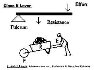 Class II Lever: fulcrum at one end, Resistance R: More than E (force)
Class II Lever:
 