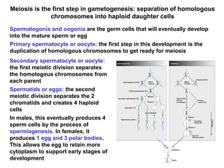 Meiosis is the first step in gametogenesis: separation of homologous
chromosomes into haploid daughter cells
Spermatogonia and oogonia are the germ cells that will eventually develop
into the mature sperm or egg
Primary spermatocyte or oocyte: the first step in this development is the
duplication of homologous chromosomes to get ready for meiosis
Secondary spermatocyte or oocyte:
the first meiotic division separates
the homologous chromosomes from
each parent
Spermatids or eggs: the second
meiotic division separates the 2
chromatids and creates 4 haploid
cells
In males, this eventually produces 4
sperm cells by the process of
spermiogenesis. In females, it
produces 1 egg and 3 polar bodies.
This allows the egg to retain more
cytoplasm to support early stages of
development
 