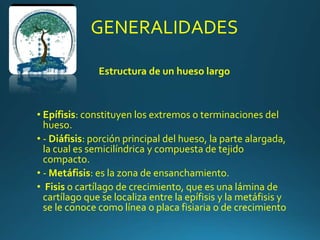 Estructura de un hueso largo
• Epífisis: constituyen los extremos o terminaciones del
hueso.
• - Diáfisis: porción principal del hueso, la parte alargada,
la cual es semicilíndrica y compuesta de tejido
compacto.
• - Metáfisis: es la zona de ensanchamiento.
• Fisis o cartílago de crecimiento, que es una lámina de
cartílago que se localiza entre la epífisis y la metáfisis y
se le conoce como línea o placa fisiaria o de crecimiento
GENERALIDADES
 