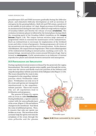 03 human reproduction | PDF