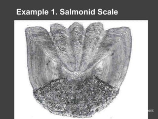 Example 1. Salmonid Scale
 