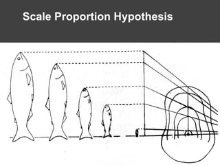 Scale Proportion Hypothesis
 