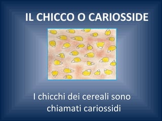 I chicchi dei cereali sono
chiamati cariossidi
IL CHICCO O CARIOSSIDE
 