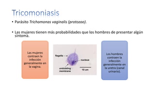 • Parásito Trichomonas vaginalis (protozoo).
• Las mujeres tienen más probabilidades que los hombres de presentar algún
síntoma.
Las mujeres
contraen la
infección
generalmente en
la vagina.
Los hombres
contraen la
infección
generalmente en
la uretra (canal
urinario).
 