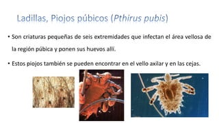 • Son criaturas pequeñas de seis extremidades que infectan el área vellosa de
la región púbica y ponen sus huevos allí.
• Estos piojos también se pueden encontrar en el vello axilar y en las cejas.
 