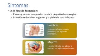 • En la fase de formación:
• Picores y escozor que pueden producir pequeñas hemorragias.
• Irritación en los labios vaginales y la piel de la zona infectada.
Hombres
•cuerpo del pene, meato
peneano y las regiones
perineales.
Mujeres
•cérvix, introito, los labios, la
vagina y las regiones perineales.
 