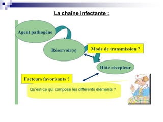 La chaîne infectante :
 