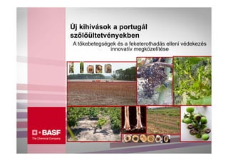 Új kihívások a portugál
szőlőültetvényekben
A tőkebetegségek és a feketerothadás elleni védekezés
              innovatív megközelítése
 