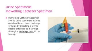 Urine Specimens:
Indwelling Catheter Specimen
 Indwelling Catheter Specimen
Sterile urine specimens can be
obtained from closed drainage
systems by inserting a sterile
needle attached to a syringe
through a drainage port in the
tubing.
 