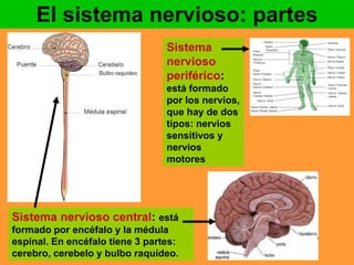 El sistema nervioso: partes 
Sistema 
nervioso 
periférico: 
está formado 
por los nervios, 
que hay de dos 
tipos: nervios 
sensitivos y 
nervios 
motores 
Sistema nervioso central: está 
formado por encéfalo y la médula 
espinal. En encéfalo tiene 3 partes: 
cerebro, cerebelo y bulbo raquídeo. 
 