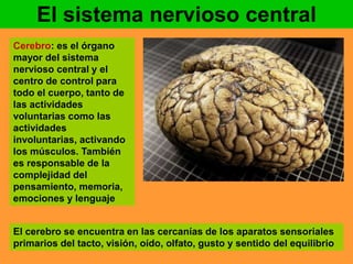 El sistema nervioso central 
Cerebro: es el órgano 
mayor del sistema 
nervioso central y el 
centro de control para 
todo el cuerpo, tanto de 
las actividades 
voluntarias como las 
actividades 
involuntarias, activando 
los músculos. También 
es responsable de la 
complejidad del 
pensamiento, memoria, 
emociones y lenguaje 
El cerebro se encuentra en las cercanías de los aparatos sensoriales 
primarios del tacto, visión, oído, olfato, gusto y sentido del equilibrio 
 
