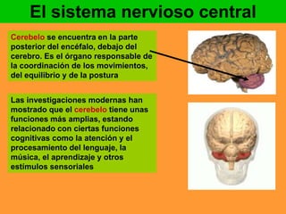 El sistema nervioso central 
Cerebelo se encuentra en la parte 
posterior del encéfalo, debajo del 
cerebro. Es el órgano responsable de 
la coordinación de los movimientos, 
del equilibrio y de la postura 
Las investigaciones modernas han 
mostrado que el cerebelo tiene unas 
funciones más amplias, estando 
relacionado con ciertas funciones 
cognitivas como la atención y el 
procesamiento del lenguaje, la 
música, el aprendizaje y otros 
estímulos sensoriales 
 