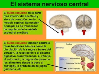 El sistema nervioso central 
El bulbo raquídeo es la parte 
más inferior del encéfalo y 
sirve de conexión con la 
médula espinal. Su función 
principal es de transmisor 
de impulsos de la médula 
espinal al encéfalo 
El bulbo raquídeo también controla 
otras funciones básicas como la 
circulación de la sangre a través del 
corazón, la respiración o el sistema 
digestivo. Controla la tos, el vómito, 
el estornudo, la deglución (paso de 
los alimentos desde la boca al 
esófago), la producción de jugos 
gástricos, etc. 
 