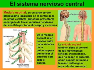 El sistema nervioso central 
Médula espinal: es un largo cordón 
blanquecino localizado en el dentro de la 
columna vertebral (armadura protectora) 
encargada de llevar impulsos nerviosos 
del encéfalo por todo el cuerpo y viceversa 
La médula espinal 
también tiene el control 
de los movimientos 
reflejos, instantáneos, 
que no llegan al encéfalo, 
como cuando retiramos 
la mano del fuego al 
notar el calor excesivo 
De la médula 
espinal salen 
nervios entre 
cada vértebra 
de la 
columna para 
comunicar el 
encéfalo con 
todo el 
cuerpo 
 