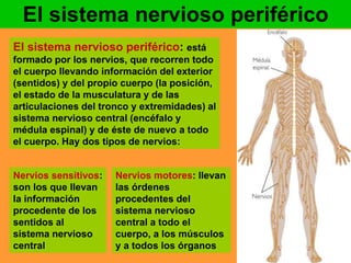 El sistema nervioso periférico 
El sistema nervioso periférico: está 
formado por los nervios, que recorren todo 
el cuerpo llevando información del exterior 
(sentidos) y del propio cuerpo (la posición, 
el estado de la musculatura y de las 
articulaciones del tronco y extremidades) al 
sistema nervioso central (encéfalo y 
médula espinal) y de éste de nuevo a todo 
el cuerpo. Hay dos tipos de nervios: 
Nervios sensitivos: 
son los que llevan 
la información 
procedente de los 
sentidos al 
sistema nervioso 
central 
Nervios motores: llevan 
las órdenes 
procedentes del 
sistema nervioso 
central a todo el 
cuerpo, a los músculos 
y a todos los órganos 
 