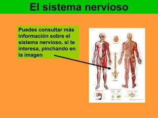 El sistema nervioso 
Puedes consultar más 
información sobre el 
sistema nervioso, si te 
interesa, pinchando en 
la imagen 
 