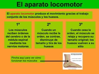 El aparato locomotor 
El aparato locomotor produce el movimiento gracias al trabajo 
conjunto de los músculos y los huesos. 
1º 
Los músculos 
reciben órdenes 
del cerebro o de la 
médula espinal 
mediante los 
nervios motores 
2º 
Cuando un 
músculo recibe la 
orden, se contrae, 
disminuye de 
tamaño y tira de los 
huesos 
3º 
Cuando cesa la 
orden, el músculo se 
relaja y recupera su 
tamaño original; los 
huesos vuelven a su 
sitio 
Pincha aquí para ver cómo 
funcionan los músculos 
 