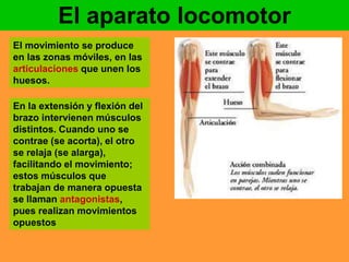 El aparato locomotor 
El movimiento se produce 
en las zonas móviles, en las 
articulaciones que unen los 
huesos. 
En la extensión y flexión del 
brazo intervienen músculos 
distintos. Cuando uno se 
contrae (se acorta), el otro 
se relaja (se alarga), 
facilitando el movimiento; 
estos músculos que 
trabajan de manera opuesta 
se llaman antagonistas, 
pues realizan movimientos 
opuestos 
 