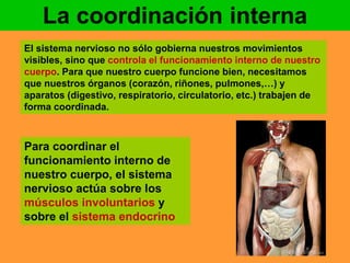La coordinación interna 
El sistema nervioso no sólo gobierna nuestros movimientos 
visibles, sino que controla el funcionamiento interno de nuestro 
cuerpo. Para que nuestro cuerpo funcione bien, necesitamos 
que nuestros órganos (corazón, riñones, pulmones,…) y 
aparatos (digestivo, respiratorio, circulatorio, etc.) trabajen de 
forma coordinada. 
Para coordinar el 
funcionamiento interno de 
nuestro cuerpo, el sistema 
nervioso actúa sobre los 
músculos involuntarios y 
sobre el sistema endocrino 
 