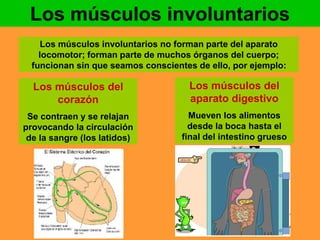 Los músculos involuntarios 
Los músculos involuntarios no forman parte del aparato 
locomotor; forman parte de muchos órganos del cuerpo; 
funcionan sin que seamos conscientes de ello, por ejemplo: 
Los músculos del 
corazón 
Se contraen y se relajan 
provocando la circulación 
de la sangre (los latidos) 
Los músculos del 
aparato digestivo 
Mueven los alimentos 
desde la boca hasta el 
final del intestino grueso 
 