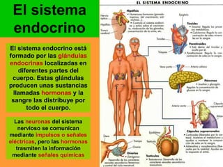 El sistema 
endocrino 
El sistema endocrino está 
formado por las glándulas 
endocrinas localizadas en 
diferentes partes del 
cuerpo. Estas glándulas 
producen unas sustancias 
llamadas hormonas y la 
sangre las distribuye por 
todo el cuerpo. 
Las neuronas del sistema 
nervioso se comunican 
mediante impulsos o señales 
eléctricas, pero las hormonas 
trasmiten la información 
mediante señales químicas 
 