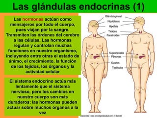 Las glándulas endocrinas (1) 
Las hormonas actúan como 
mensajeros por todo el cuerpo, 
pues viajan por la sangre. 
Transmiten las órdenes del cerebro 
a las células. Las hormonas 
regulan y controlan muchas 
funciones en nuestro organismo, 
incluyendo entre otras el estado de 
ánimo, el crecimiento, la función 
de los tejidos, los órganos y la 
actividad celular 
El sistema endocrino actúa más 
lentamente que el sistema 
nervioso, pero los cambios en 
nuestro cuerpo son más 
duraderos; las hormonas pueden 
actuar sobre muchos órganos a la 
vez 
 