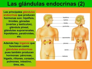 Las glándulas endocrinas (2) 
Las principales glándulas 
endocrinas que producen 
hormonas son: hipófisis, 
tiroides, gónadas 
(ovarios y testículos), 
glándula pineal, 
glándulas suprarrenales, 
hipotálamo, paratiroides, 
etc. 
Además hay órganos que 
funcionan como 
glándulas endocrinas 
pues también producen 
hormonas: páncreas, 
hígado, riñones, corazón, 
pulmones, intestino, 
timo, etc. 
 