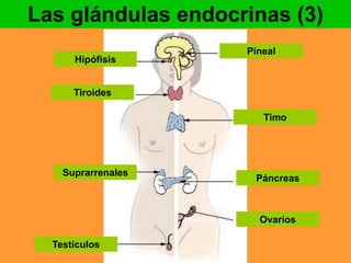 Las glándulas endocrinas (3) 
Pineal 
Hipófisis 
Tiroides 
Timo 
Suprarrenales 
Páncreas 
Ovarios 
Testículos 
 