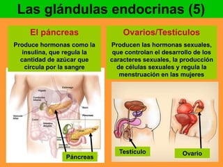 Las glándulas endocrinas (5) 
Ovarios/Testículos 
Producen las hormonas sexuales, 
que controlan el desarrollo de los 
caracteres sexuales, la producción 
de células sexuales y regula la 
menstruación en las mujeres 
El páncreas 
Produce hormonas como la 
insulina, que regula la 
cantidad de azúcar que 
circula por la sangre 
Testículo 
Páncreas 
Ovario 
 